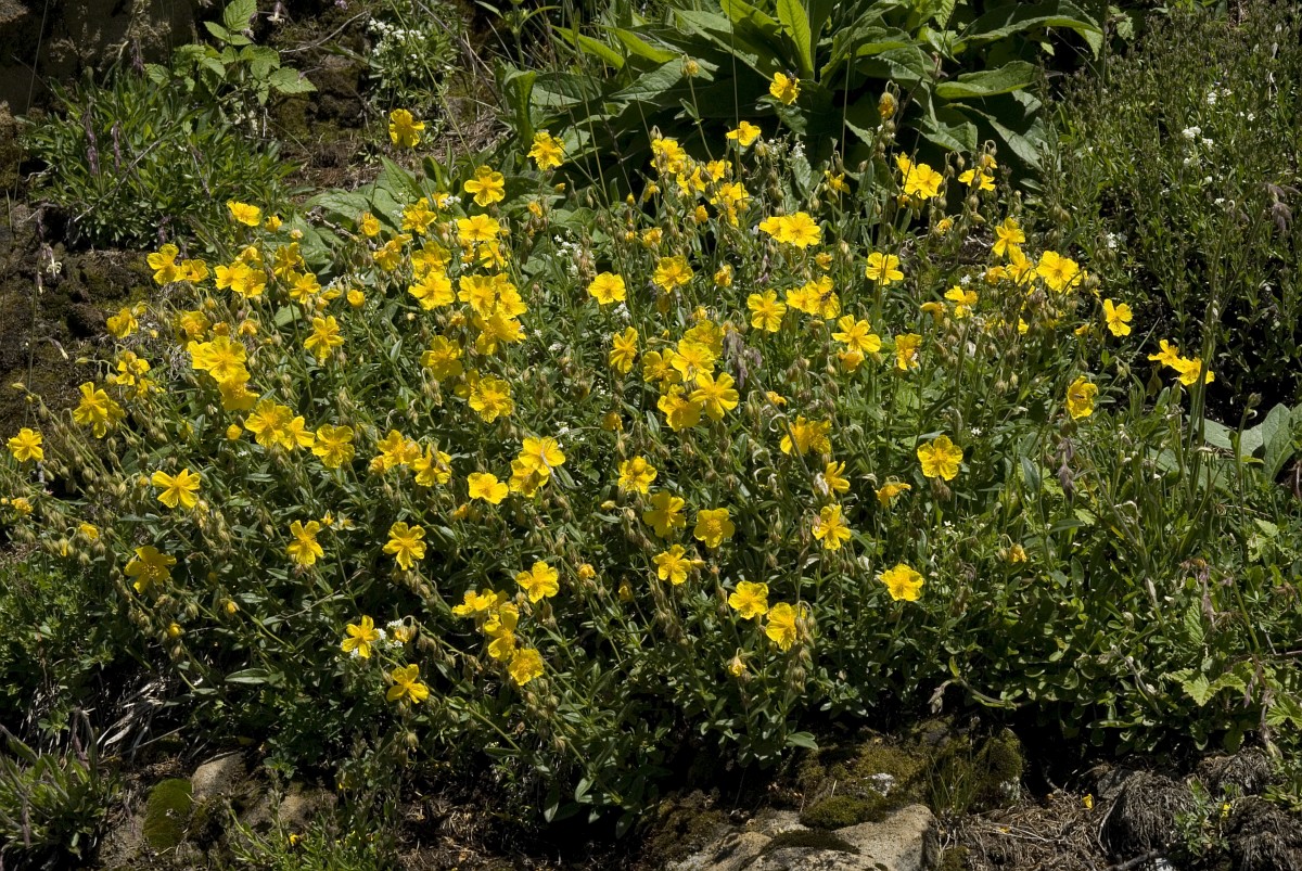 helianthemum-nummularium-common-rock-rose